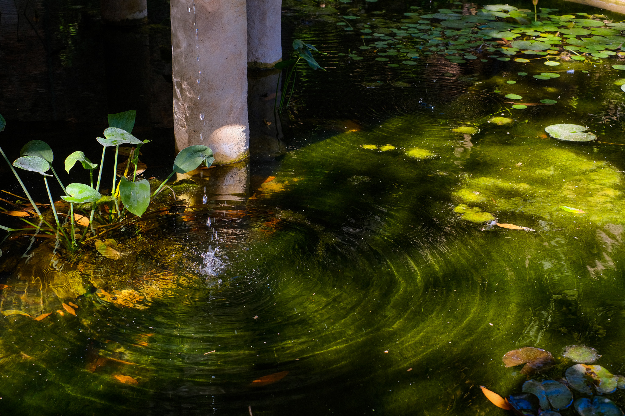 Fountain